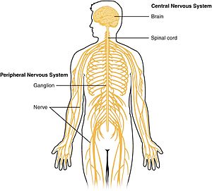 Central Nervous System